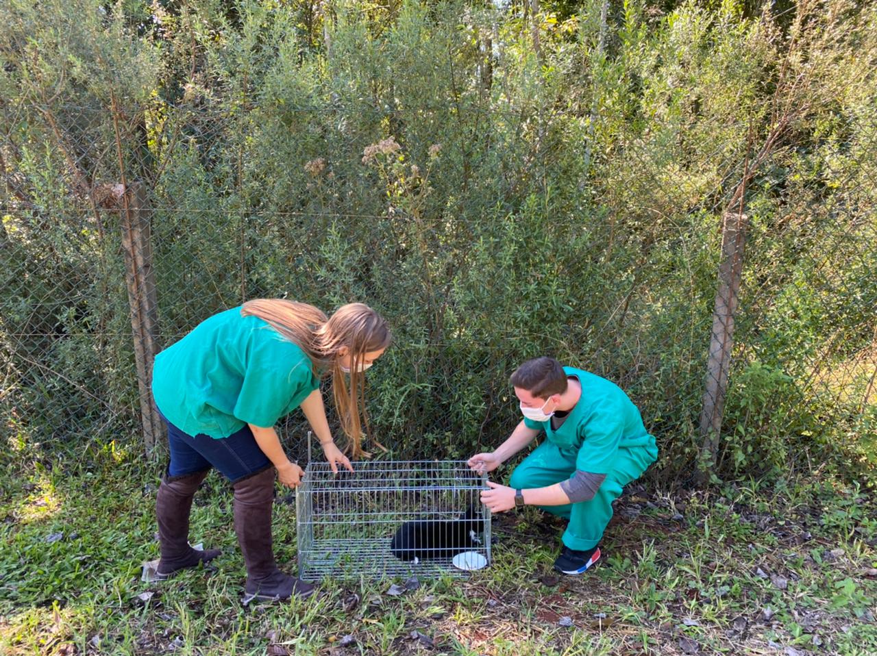  Prefeitura realiza controle populacional de gatos no munic?pio