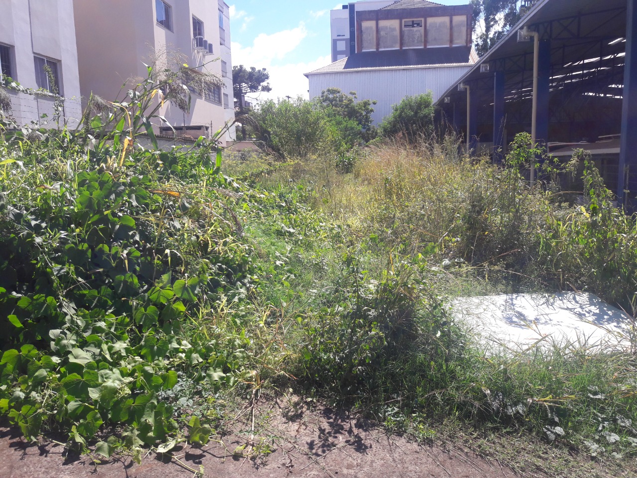  Prefeitura reforça a necessidade da limpeza de terrenos 