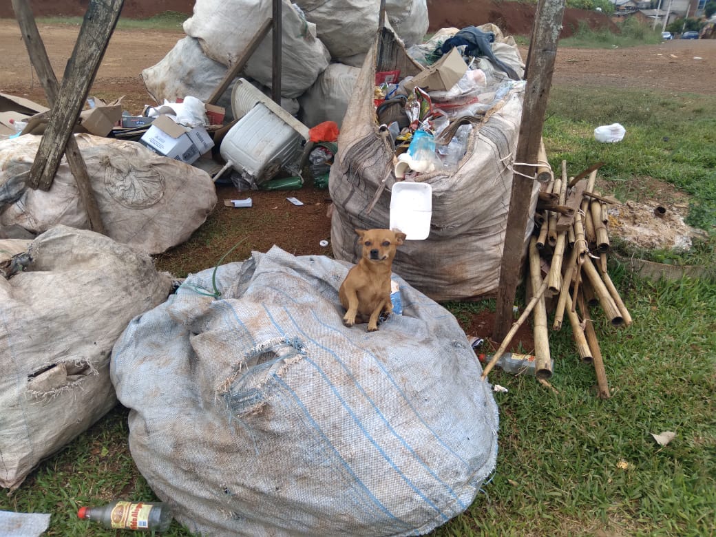  Prefeitura inova e faz busca ativa de c?es e gatos para castra?es na URA 
