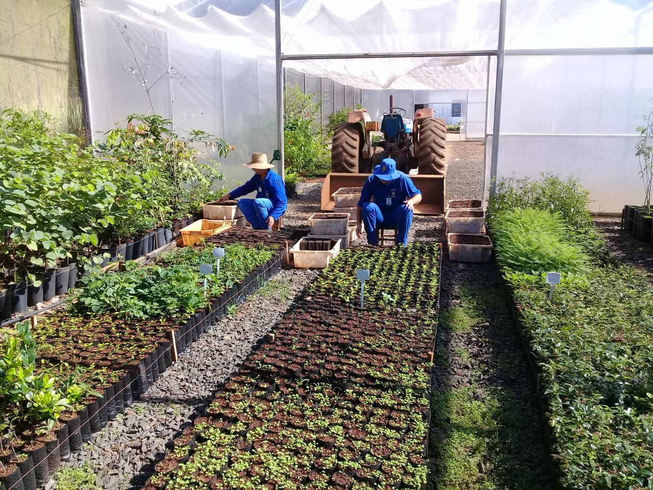  Mudas produzidas no horto florestal s?o entregues ?s m?es de rec?m-nascidos desde 2009 atrav?s do Programa Acolher