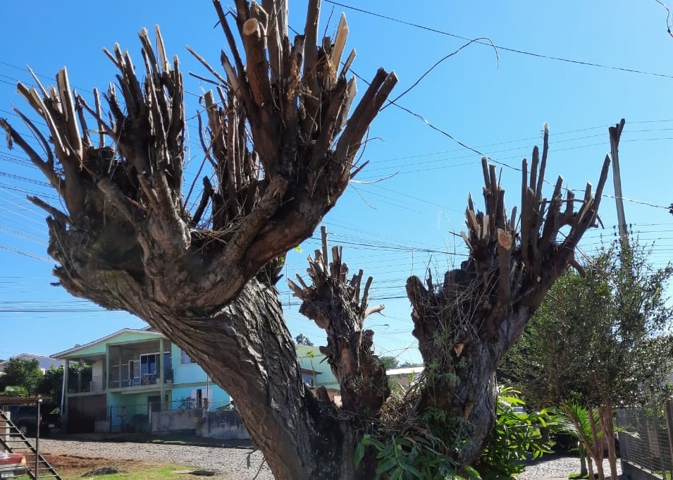 PDF) A Árvore no Espaço Urbano