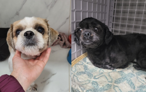 Diretoria de Bem-Estar Animal apresenta resultados para o vice-governador do RS
