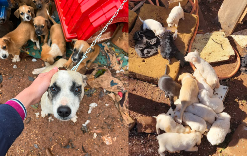 Além de maltratar ser crime, abandonar animais tem custo econômico, social, ambiental e sanitário 