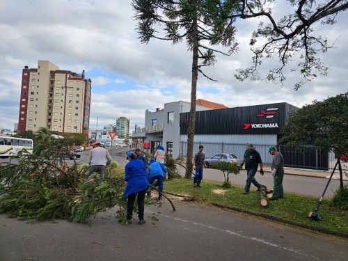 Arborização do canteiro central da Avenida Tiradentes passa por manutenção e revitalização 