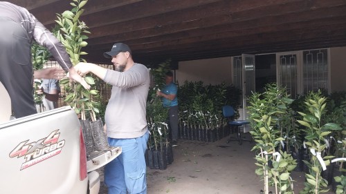 Mais de 2 mil mudas de frutas são destinadas a pr