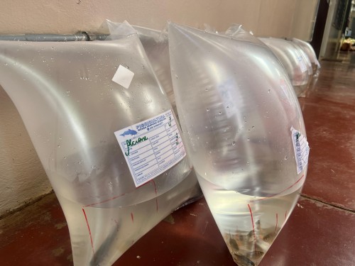 Agricultores podem fazer reserva e compra de peixes