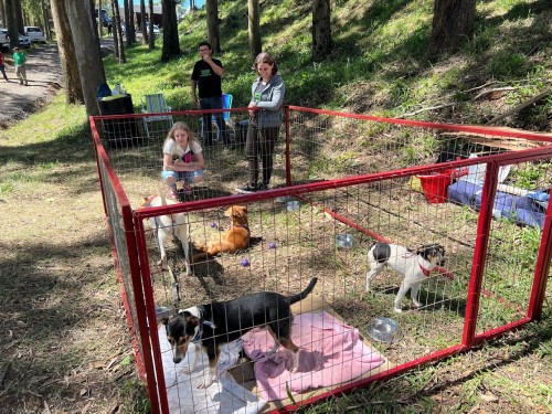 3,5 mil castra?es e mais de 172 ado?es na Diretoria de Bem-Estar Animal