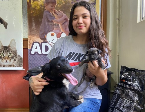 Diretoria de Bem-Estar Animal: Comprometida com Cuidados Especiais para os Mais Necessitados