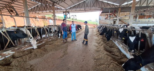 Produ??o leiteira com tecnologia de confinamento cresce no Distrito de Capoer? 