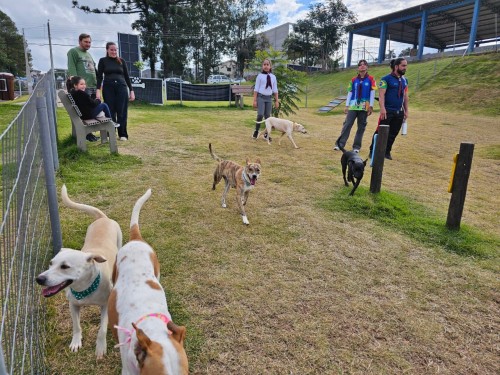 Feira de Adoção de Cães da DBEA busca novos tut