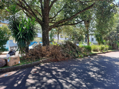 Prefeitura alerta que galhos das podas n?o devem ser depositados nos canteiros centrais