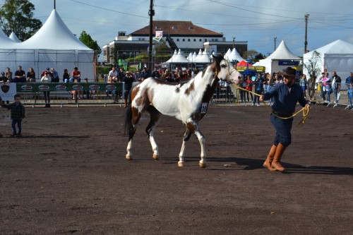 1ª Mostra Regional Quarto de Milha e Paint Horse (1)