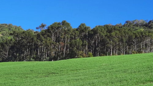 Interessados em cortar ?rvores nativas plantadas devem ficar atentos aos prazos legais