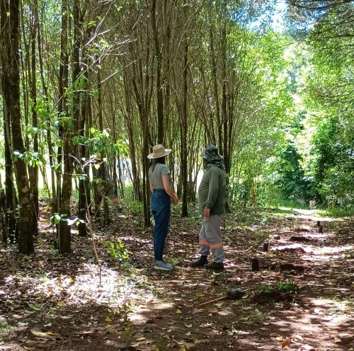 Programa de Pagamento por Servi?os Ambientais planta 1.700 mudas de ?rvores em Erechim