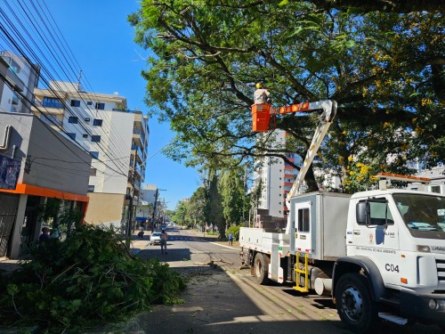 Arborização urbana requer atenção, cuidado, conhecimento específico e manutenção permanente