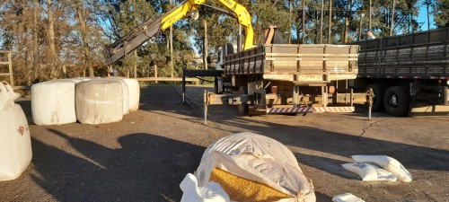 Prefeitura e entidades arrecadam e enviam mais de 30 toneladas de alimentos para criadores de gado de corte e leite 