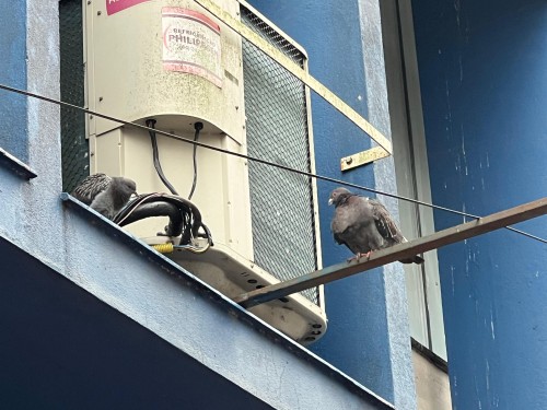 Secretaria de Sa?de orienta sobre restri?es de ?reas de pouso de pombos