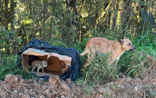 Secretaria de Meio Ambiente resgata cachorra e seis filhotes abandonados e reforça responsabilização por maus-tratos