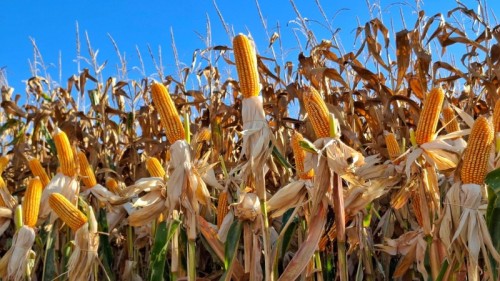 Milho 100%: agricultores familiares podem fazer a reserva de sementes de milho e sorgo