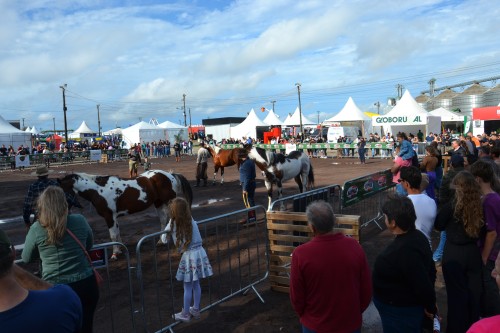 12? Exposi??o Morfol?gica de Cavalo Crioulo acontece neste fim de semana na Expo Erechim 2023