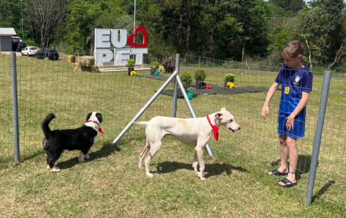 Feira de Adoção de Cães no próximo sábado busca novos lares para 12 animais resgatados em Erechim 