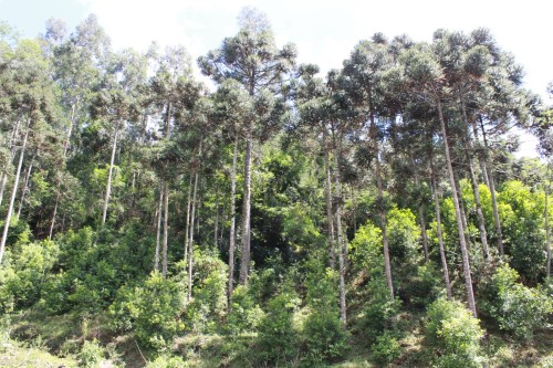 Dia Mundial do Meio Ambiente: Preservação ambiental é responsabilidade de todos