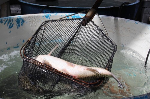 Erechim realiza Feira do Peixe Vivo nesta quinta e sexta-feira