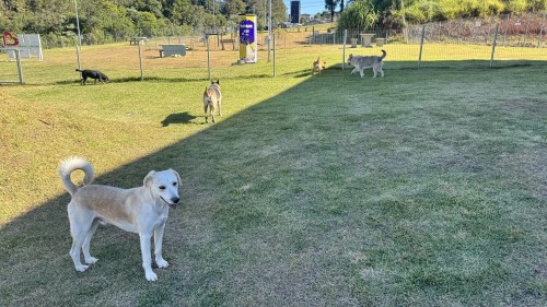 Com a chegada do frio, cães aguardam um lar cheio de carinho no Parque Pet