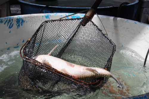 Feira do Peixe Vivo para Sexta-feira Santa n?o ser? realizada neste ano