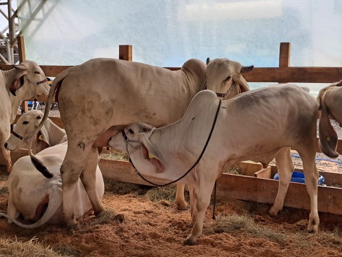  Frinape 2024: exposi??o de animais vai at? domingo (24)