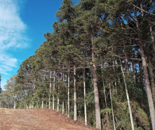Interessados em cortar árvores nativas plantadas devem ficar atentos aos prazos legais